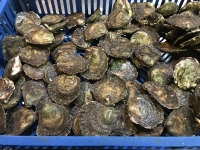 Foto impressie bezoek oesterput Oostende_2